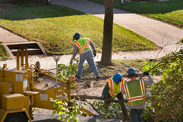 Ashland, AL  Tree Services Company